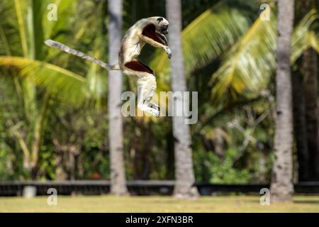 Il sifaka di Coquerel (Propithecus coquereli) salta nei giardini dell'hotel, nella riserva privata di Anjajavy, nel nord-ovest del Madagascar. Foto Stock