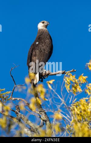 Aquila di pesce del Madagascar (Haliaeetus vociferoides) appollaiata sul ramo, Moramba Bay, Madagascar nord-occidentale. Foto Stock