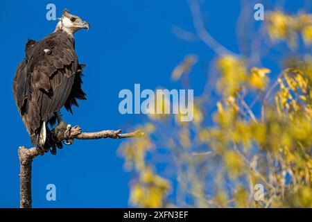 Aquila di pesce del Madagascar (Haliaeetus vociferoides) appollaiata sul ramo, Moramba Bay, Madagascar nord-occidentale. Foto Stock