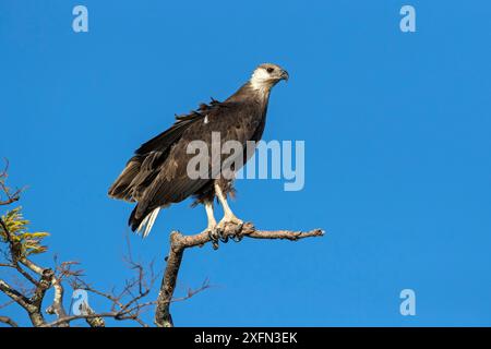 Aquila di pesce del Madagascar (Haliaeetus vociferoides) appollaiata sul ramo, Moramba Bay, Madagascar nord-occidentale. Foto Stock