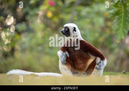 Il sifaka di Coquerel (Propithecus coquereli) è un uomo seduto a terra, riserva privata di Anjajavy, nel nord-ovest del Madagascar. Foto Stock