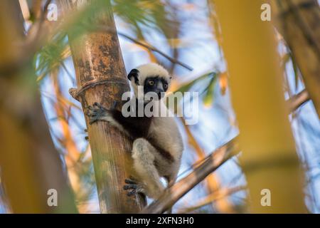 Sifaka di Coquerel (Propithecus coquereli) giovanile nel boschetto di bambù, riserva privata di Anjajavy, Madagascar nord-occidentale. Foto Stock