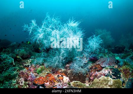 Corallo nero (Antipathes dichotoma), Papua Occidentale, Indonesia. Foto Stock