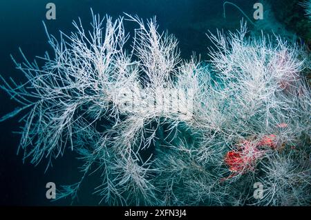 Corallo nero (Antipathes dichotoma), Papua Occidentale, Indonesia. Foto Stock