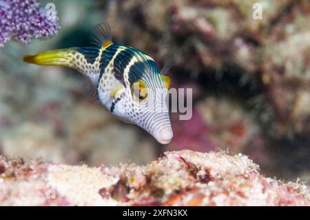 Puffer nero sellato / puffer nacarro di San Valentino (Canthigaster valentini) nella barriera corallina, Papua Occidentale, Indonesia. Foto Stock