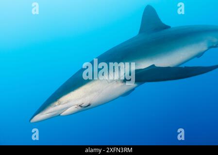 Squalo setoso (Carcharhinus falciformis) con gancio e linea bloccati in bocca, isola di San Benedicto, riserva della biosfera dell'arcipelago di Revillagigedo (Isole Socorro), Oceano Pacifico, Messico occidentale, marzo Foto Stock