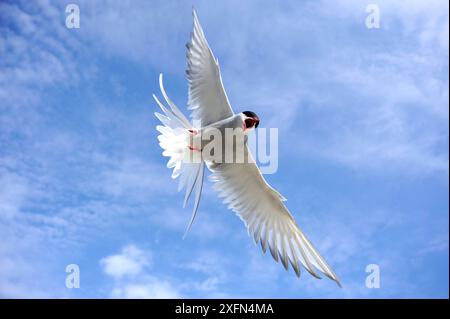 Terna artica (Sterna paradisaea) che attacca un intruso. The Skerries, al largo di Hollyhead, Galles del Nord, Regno Unito. Luglio. Foto Stock