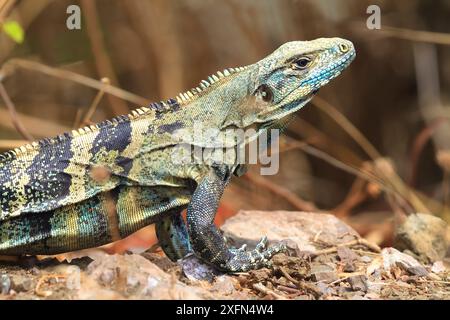 Iguana nera (Ctenosaura similis) in colori da riproduzione, penisola di Nicoya, Costa Rica, Foto Stock