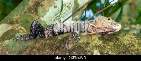 Iguana nera (Ctenosaura similis) sulla diramazione, Parco Nazionale del Corcovado, osa, Costa Rica, marzo. Foto Stock