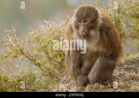 Arunachal macaque (Macaca munzala) Arunchal Pradesh, Himalaya, India. Foto Stock