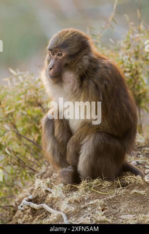 Arunachal macaque (Macaca munzala) Arunchal Pradesh, Himalaya, India. Foto Stock