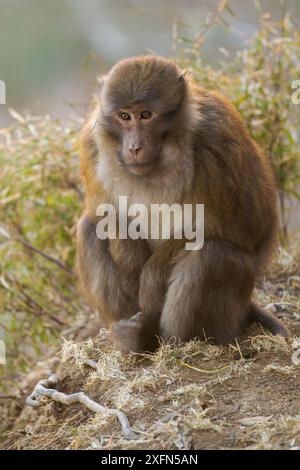 Arunachal macaque (Macaca munzala) Arunchal Pradesh, Himalaya, India. Foto Stock