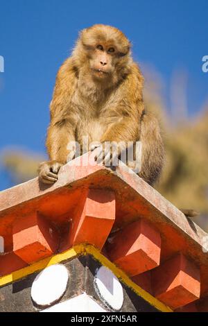 Arunachal macaco (Macaca munzala) sul tetto di un edificio, Tawang, l'Arunachal Pradesh, Himalaya, India. Foto Stock