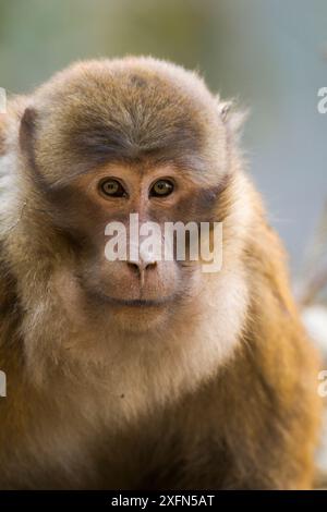 Arunachal macaque (Macaca munzala) Arunchal Pradesh, Himalaya, India. Foto Stock