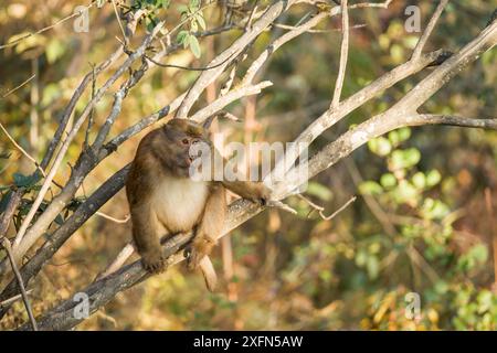 Arunachal macaque (Macaca munzala) Arunchal Pradesh, Himalaya, India. Foto Stock