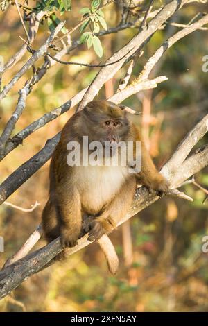 Arunachal macaque (Macaca munzala) Arunchal Pradesh, Himalaya, India. Foto Stock