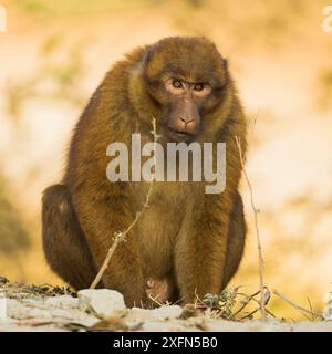 Arunachal macaque (Macaca munzala) male, Arunchal Pradesh, Himalaya, India. Foto Stock