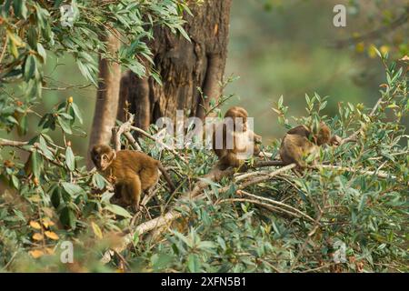 Arunachal macaque (Macaca munzala) bambini che giocano nell'albero, Arunchal Pradesh, Himalaya, India. Foto Stock