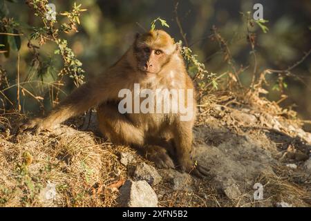 Arunachal macaque (Macaca munzala) Arunchal Pradesh, Himalaya, India. Foto Stock