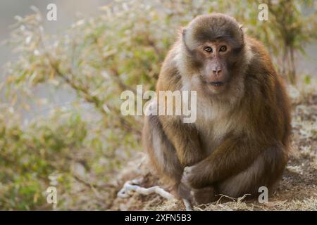 Arunachal macaque (Macaca munzala) Arunchal Pradesh, Himalaya, India. Foto Stock