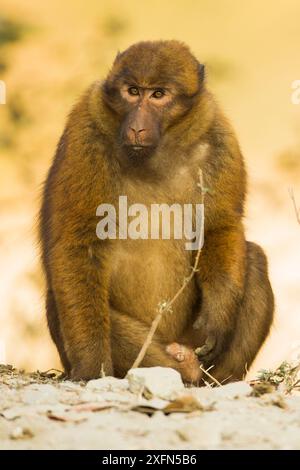 Arunachal macaque (Macaca munzala) male, Arunchal Pradesh, Himalaya, India. Foto Stock