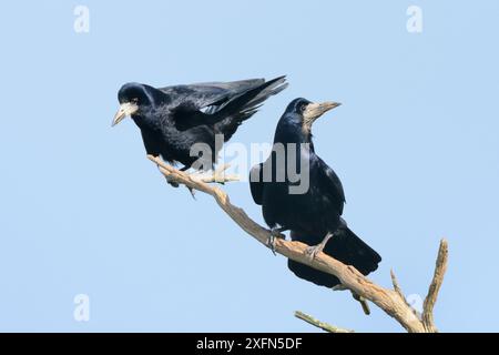 Rook (Corvus frugilegus) coppia arroccata su un ramo morto vicino al loro sito di nido superiore di alberi, Cornovaglia, Regno Unito, aprile. Foto Stock