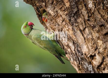 Parco con collo ad anello (Psittacula krameri) con pulcino sul bordo del nido. Parco nazionale di Satpura, Madhya Pradesh, India Foto Stock