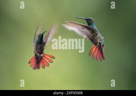 Maschio mango petto verde (colibrì) (Anthracothorax prevostii) in volo. Spostamento verso la parte anteriore dell'alimentatore. Foresta pluviale montana, Rancho Naturalista Lodge, versante caraibico, Costa Rica. Foto Stock