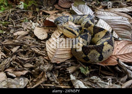 Adulto che salta vipera (Atropoides mexicanus) mimetizzata tra i rifiuti fogliari sul pavimento della foresta pluviale. Pista del Pacifico, Costa Rica, America centrale. (altamente velenoso) Foto Stock