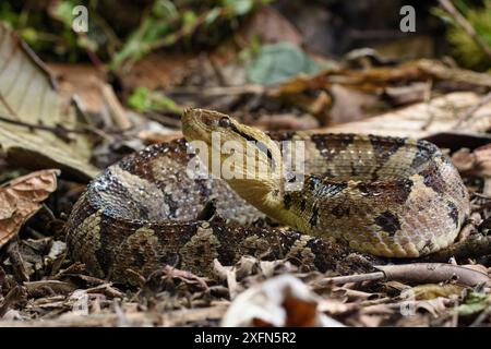 Adulto che salta vipera (Atropoides mexicanus) mimetizzata tra i rifiuti fogliari sul pavimento della foresta pluviale. Pista del Pacifico, Costa Rica, America centrale. (altamente velenoso) Foto Stock