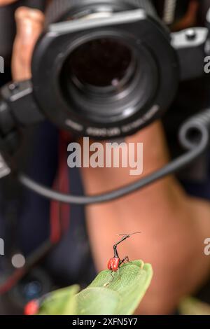 Fotografare un Weevil maschio con il collo di giraffa (Trachelophorus giraffa). Parco nazionale Andasibe-Mantadia, foresta pluviale orientale, Madagascar. Foto Stock