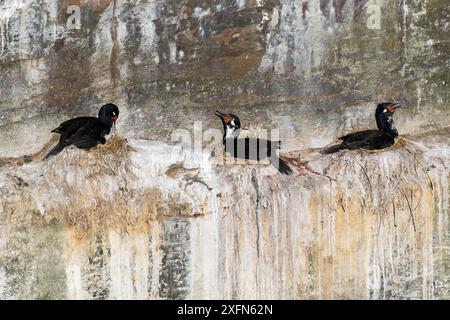 Scogliera (Phalacrocorax magellanicus) nella colonia nidificante sulla scogliera, isola Saunders, isole Falkland. Dicembre. Foto Stock