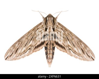 Falena della sfinge canadese (Sphinx canadensis) fotografata su sfondo bianco, New Brunswick, Canada, luglio. Foto Stock
