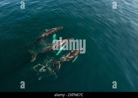 Veduta aerea delle megattere, Megaptera novaeangliae, Bay of Fundy, Canada. Novembre. Foto Stock