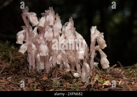 Indian pipe (Monotropa uniflora) New Brunswick, Canada, luglio. Foto Stock