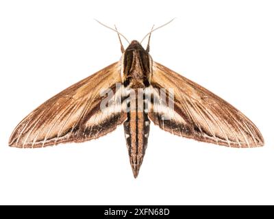 Falena Laurel sphinx (Sphinx kalmie) fotografata su sfondo bianco, New Brunswick, Canada, luglio. Foto Stock