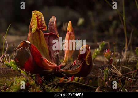 Northern pianta brocca (Sarracenia purpurea) fotografato su Borgle's Island, Nova Scotia, Canada, Settembre. Foto Stock