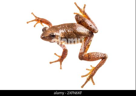 Peeper primaverile (Crocifera di Pseudacris) fotografato su sfondo bianco, New Brunswick, Canada, maggio. Foto Stock
