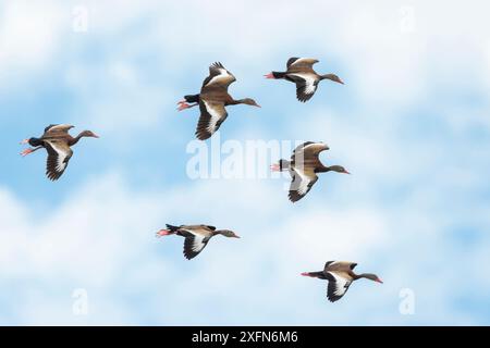 Le anatre fischianti dalla pancia nera (Dendrocygna autumnalis) si radunano in volo, il Parco Nazionale di Palo Verde, Costa Rica. Foto Stock