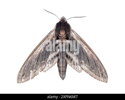 Falena della sfinge di ciliegio selvatica (Sfinge drupiferarum) fotografata su sfondo bianco. New Brunswick, Canada, luglio. Foto Stock