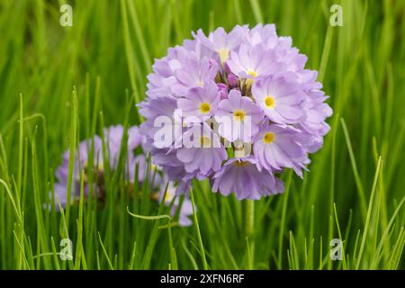 Bacchetta di batteria primula (Primula denticulata) Monmouthshire, Galles, Regno Unito. Marzo. Foto Stock