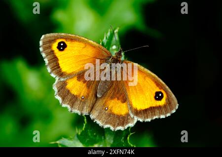 Hedge Brown / Gatekeeper Butterfly (Pyronia tithonus), ali basking aperte, Southwest London, Inghilterra, Regno Unito, luglio. Foto Stock