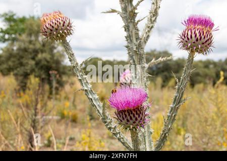 Onopordum illyricum comunemente noto come cardo borriquero appartenente alla famiglia compositae in diversi stadi di fioritura impollinato dal miele insec Foto Stock