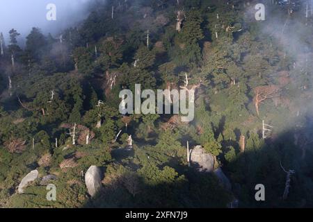 Massi di granito e foreste nella zona centrale dell'isola di Yakushima, sito patrimonio dell'umanità dell'UNESCO, Giappone. Foto Stock