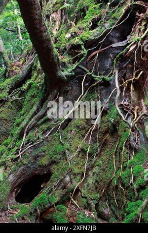 Foresta pluviale subtropicale nel burrone di Shiratani Unsuikyo, isola di Yakushima, sito patrimonio dell'umanità dell'UNESCO, Giappone. Foto Stock