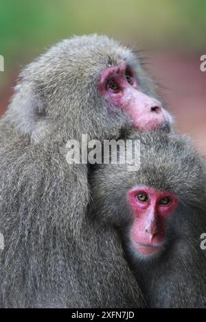 Yakushima macaco (Macaca fuscata yakui) adulti e neonati, Yakushima Island, sito Patrimonio Mondiale dell'UNESCO, Giappone. Endemica di Yakushima Island. Foto Stock