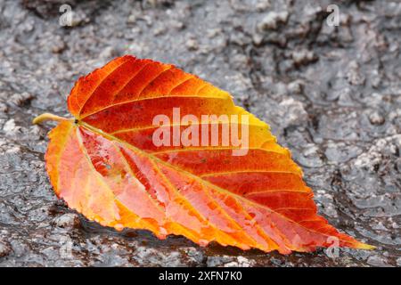 Foglie autunnali, Shiratani Unsuikyo, isola di Yakushima, sito patrimonio dell'umanità dell'UNESCO, Giappone. Foto Stock