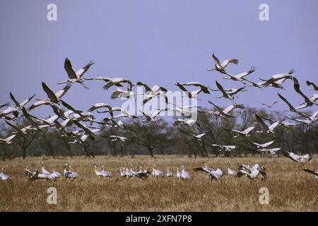 Gru Sarus (Grus antigone) Parco Nazionale di Keoladeo, patrimonio naturale dell'umanità dell'UNESCO, India. Solo per riprodurli di piccole dimensioni Foto Stock