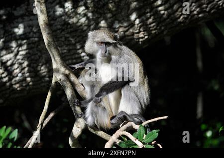 Samango / scimmia blu (Cercopithecus mitis) con bambino, riserva di caccia di Santa Lucia, Parco iSimangaliso Wetland, sito Patrimonio naturale dell'Umanità dell'UNESCO, Sudafrica Foto Stock