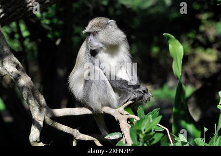 Samango / scimmia blu (Cercopithecus mitis) riserva di caccia di Santa Lucia, iSimangaliso Wetland Park, patrimonio naturale dell'umanità dell'UNESCO, Sudafrica Foto Stock